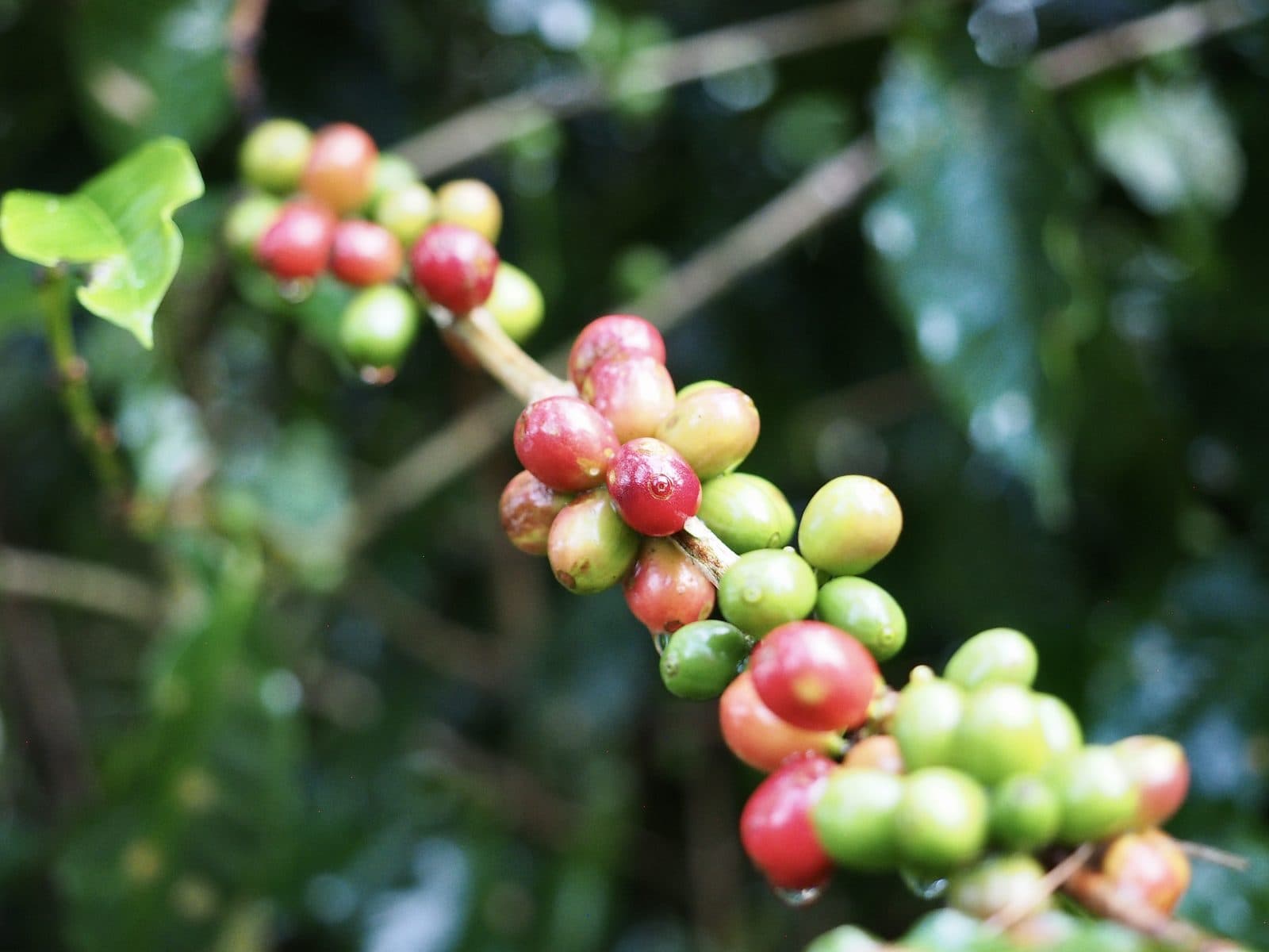 Ripening coffee cherries on the branch at origin